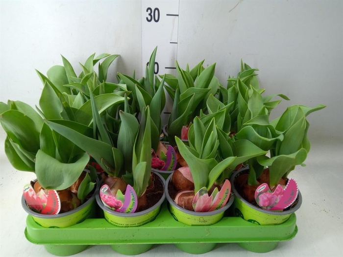 <h4>Tulipa ...mix 4</h4>