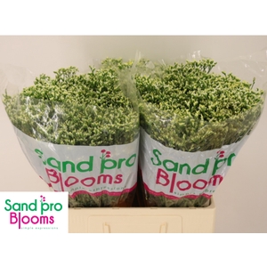 LIM SIN SEN P COLADA