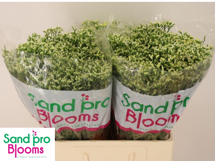 <h4>LIM SIN SEN P COLADA</h4>