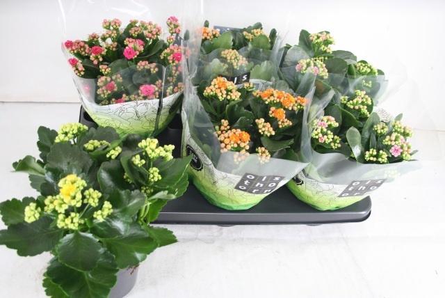 <h4>KAL GE GEM 4 KL</h4>