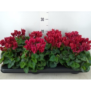 Cyclamen KL 'Compact'