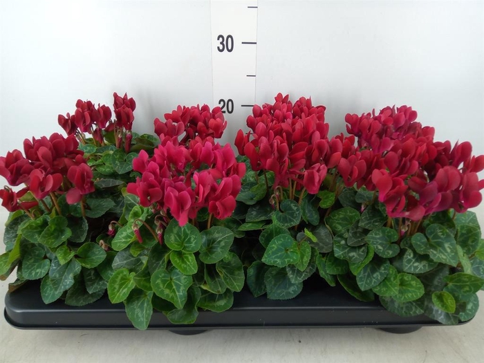 <h4>Cyclamen KL 'Compact'</h4>