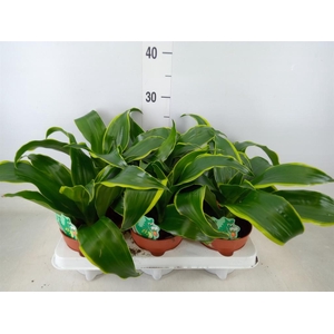 Dracaena frag. 'Dorado'