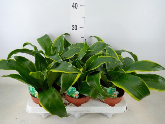 <h4>Dracaena frag. 'Dorado'</h4>