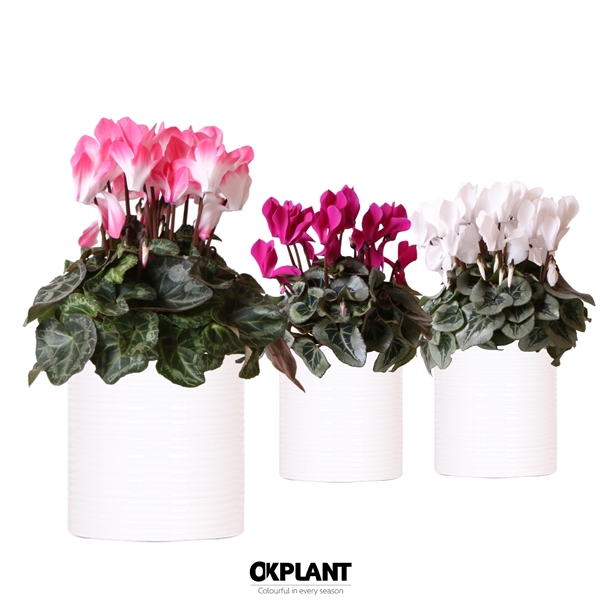 <h4>Cyclamen mix in Furrow pot white</h4>