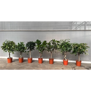 Ficus Mixkar