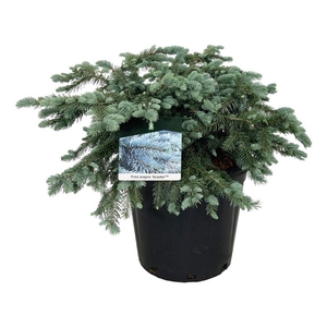 Picea pung. 'Karpaten' -R-