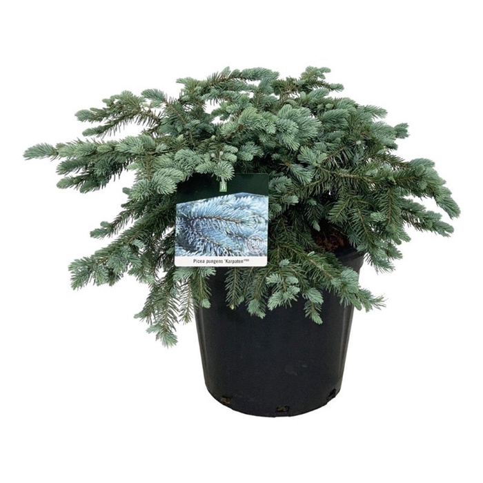 <h4>Picea pung. 'Karpaten' -R-</h4>