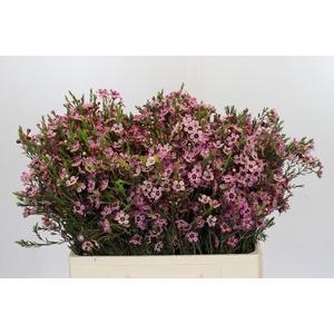 Chamelaucium Grand Adi