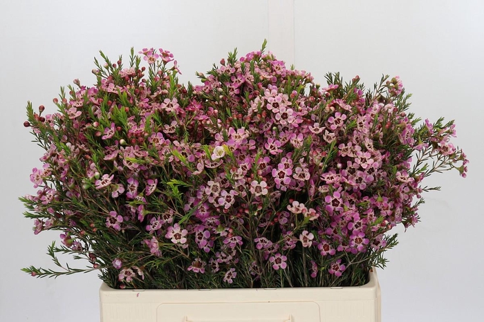 <h4>Chamelaucium Grand Adi</h4>