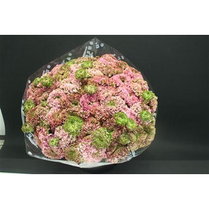 Cl Pon-pon Pink Candy