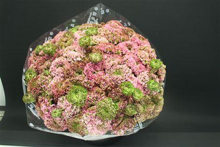 <h4>Cl Pon-pon Pink Candy</h4>