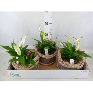 Arr.   Planten L%