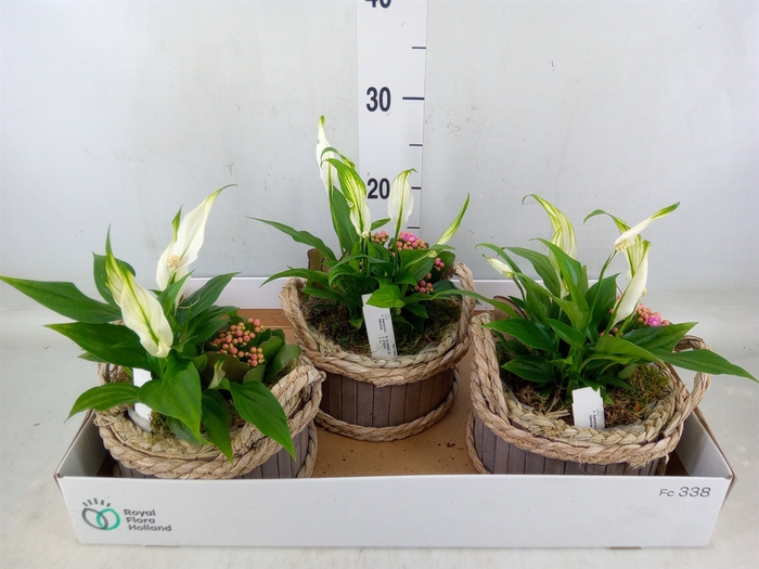 <h4>Arr.   Planten L%</h4>