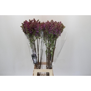 Lilac Vulg Ruhm Von Horstenstein