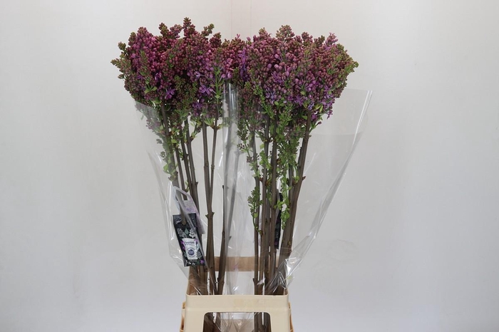 <h4>Lilac Vulg Ruhm Von Horstenstein</h4>