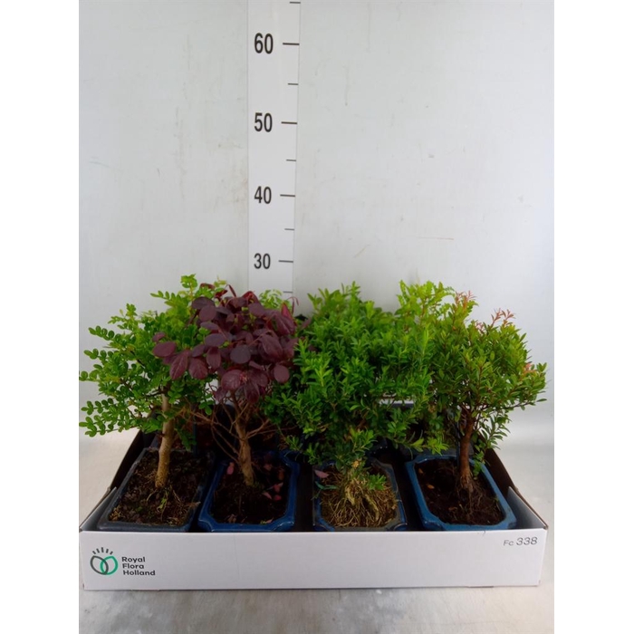 <h4>Bonsai   ...mix</h4>