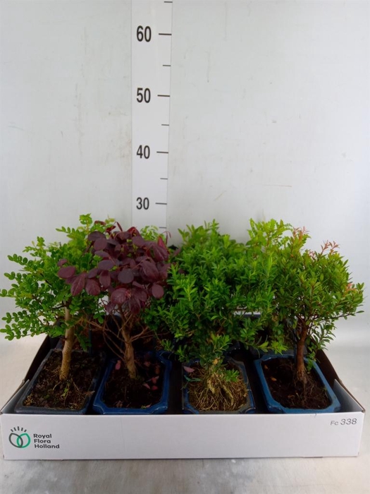 Bonsai   ...mix