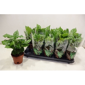 arr8 Coffea Arabica