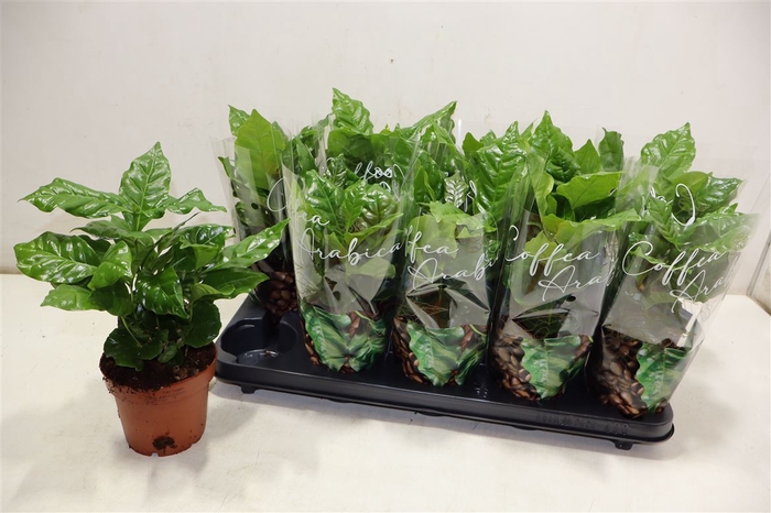 <h4>arr8 Coffea Arabica</h4>