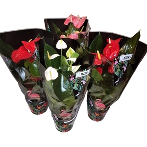 Anthurium Jungle mix 14cm