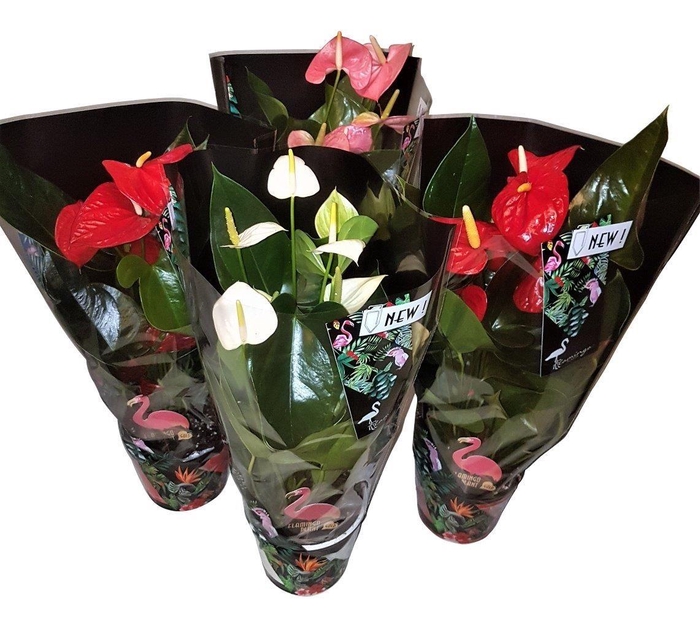 <h4>Anthurium Jungle mix 14cm</h4>
