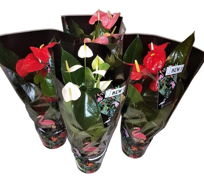 <h4>Anthurium Jungle mix 14cm</h4>