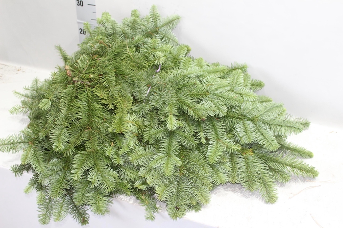 <h4>ABIES NOB BLAUW KILO</h4>