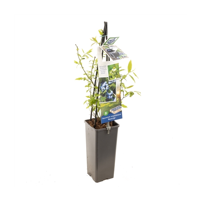 <h4>Vaccinium corymbosum Bluecrop Blauwe bes (pluk augustus)</h4>