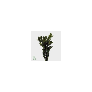 ARBUTUS UNEDO