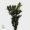 ARBUTUS UNEDO