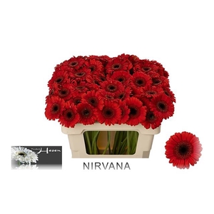 GE MI NIRVANA