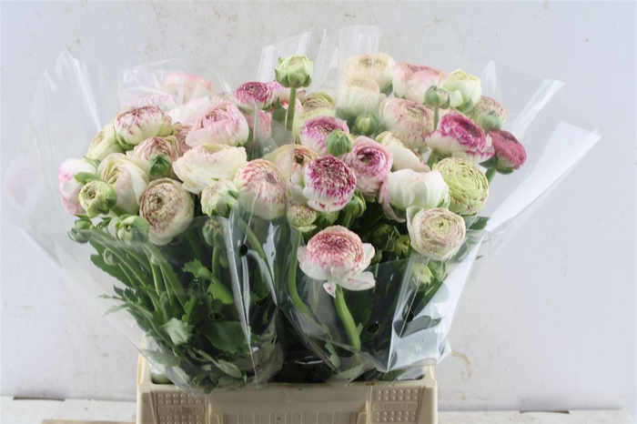 <h4>Ran Aazur Pi Stripe</h4>