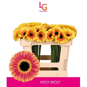 Germini Holy Moly Diamond