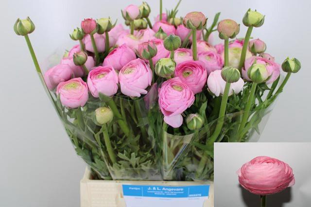 <h4>RAN AAZUR LI PINK</h4>