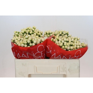 Hypericum Cool Romance