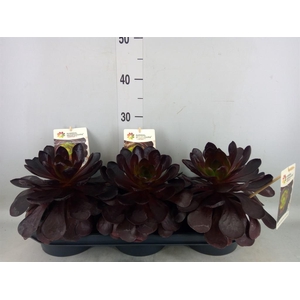 xSemponium  'Surreal ' ...mix