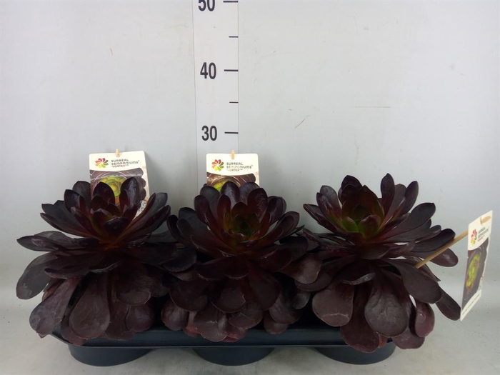 <h4>xSemponium  'Surreal ' ...mix</h4>