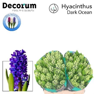 HYAC DARK OCEAN