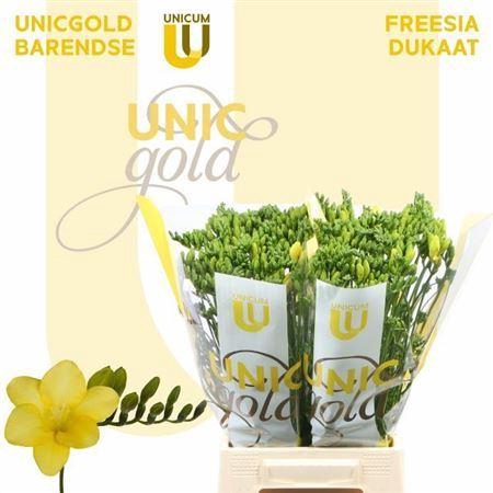 <h4>Fr En Dukaat Yellow</h4>