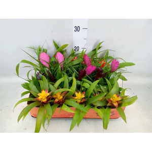 Bromelia   ...mix