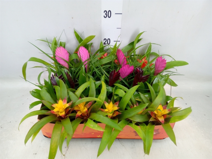 <h4>Bromelia   ...mix</h4>