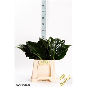 Philodendron Green Beauty MDK