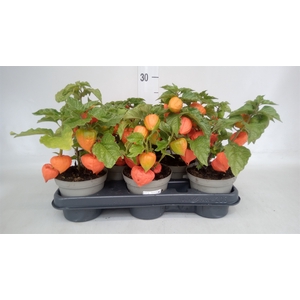 Physalis alkekengi