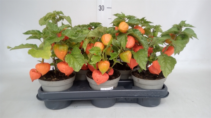 <h4>Physalis alkekengi</h4>