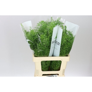 Asparagus Cwebe