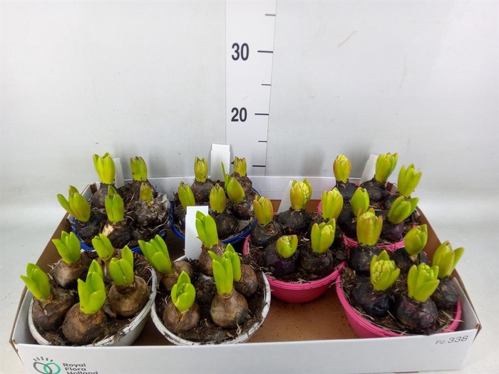 <h4>Hyacinthus orie.   ...mix 3</h4>