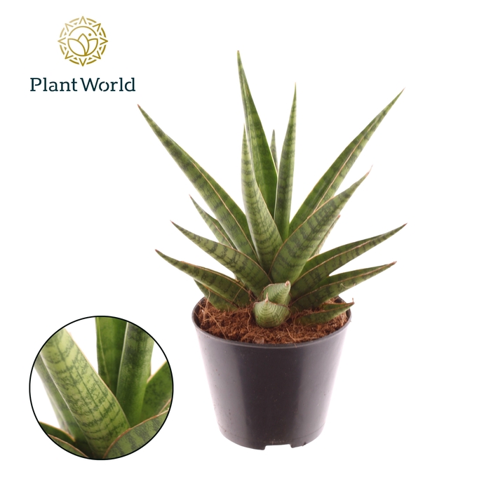 <h4>Sansevieria Blue Dancing Queen</h4>