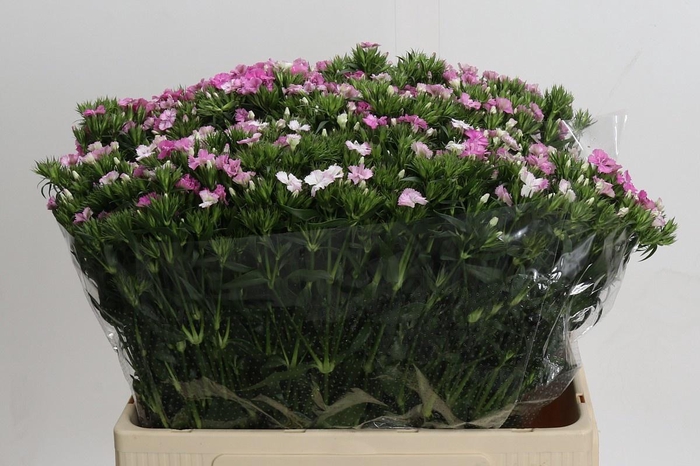 <h4>DI BARB AM ROSE</h4>