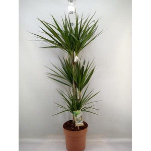 Dracaena marg.